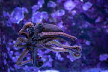 Octopus Swimming