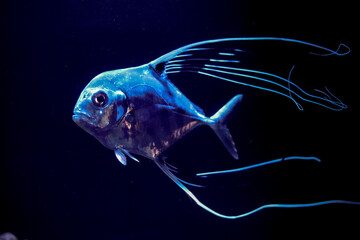 Threadfin Jack Fish