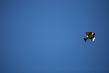 Cliff Swallow in Flight
