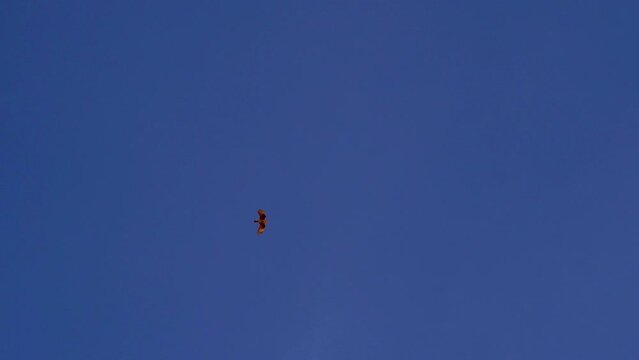 Slow motion shot of a lonely and distant chimango caracara (Milvago chimango) flying at sunset.