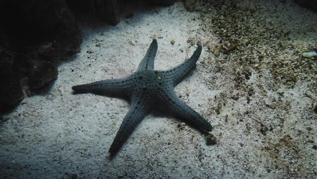 Pentaceraster Alveolatus Starfish Lying On Sandy Bottom Of An Aquarium. - close up