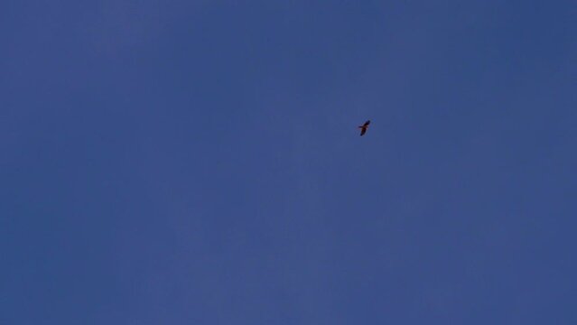 Slow motion shot of a lonely and distant chimango caracara (Milvago chimango) flying at sunset against a deep blue sky.