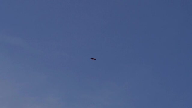 Slow motion shot of a lonely and distant chimango caracara (Milvago chimango) flying at sunset.