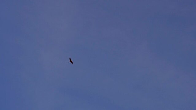 Slow motion shot of a lonely and distant chimango caracara (Milvago chimango) flying at sunset.