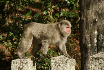 泉涌寺の猿