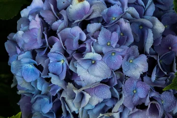 Foto op Plexiglas anti-reflex blue hydrangea flower © I Love Nature!