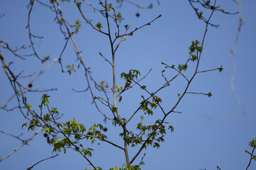 Carolina Chickadee