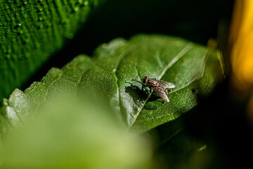 Mosca en una hoja de una planta