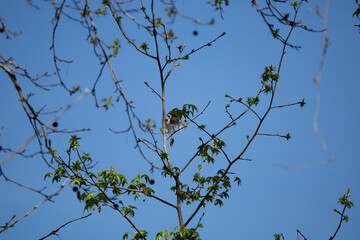 Carolina Chickadee in Flight