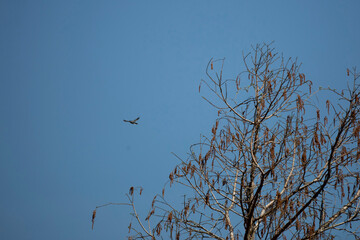 Blue-Gray Gnatcatcher
