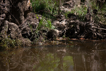 Shallow Water