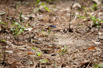 Pipevine Swallowtail Butterfly