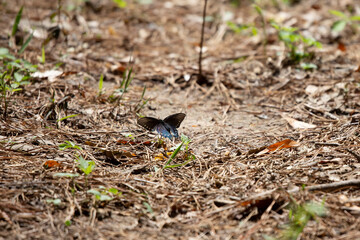 Pipevine Swallowtail Butterfly