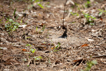 Pipevine Swallowtail Butterfly