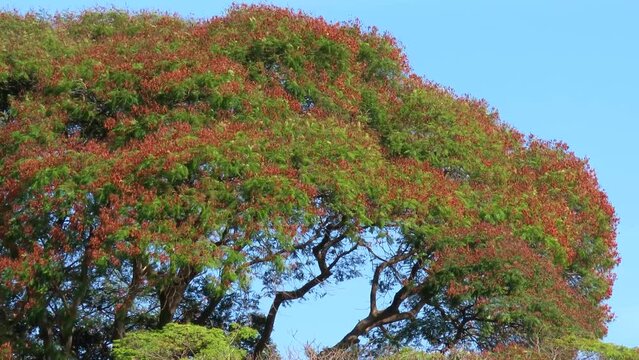The wreath of a lush lonely tree with new leaves on blue sky.