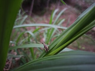 close-up of insect on plant