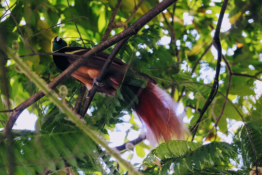 A Raggiana Bird-of-Paradise at Port Moresby Nature Park