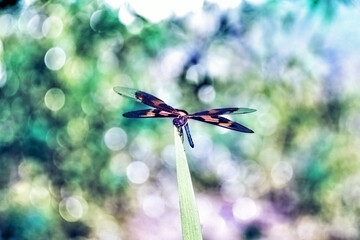 Dragonfly sitting on the grass, colorful bokeh background. 