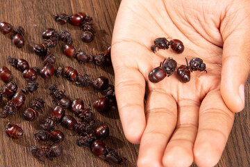 The tradition of the Santander culonas ants - Colombian gastronomy