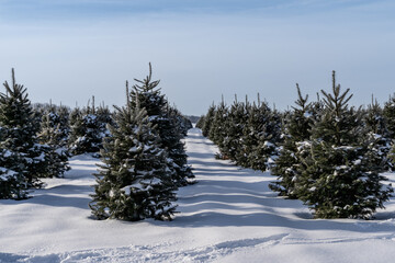Rows of snow Covered Christmas Trees