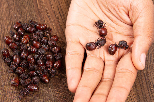 The tradition of the Santander culonas ants - Colombian gastronomy