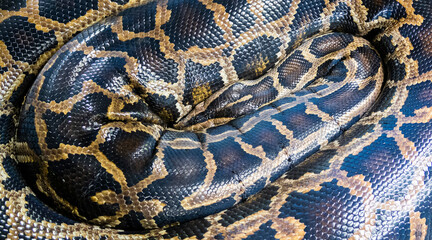 Reticulated python is a species native to Southeast Asia. It is the world's longest snake, and listed as least concern on the IUCN Red List because of its wide distribution.
