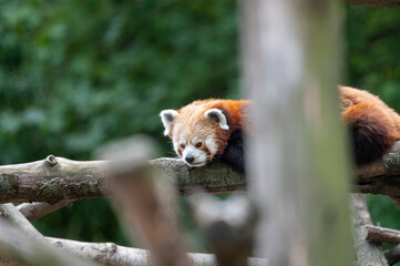 Kleiner Panda
