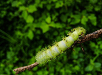 Fototapeta premium green caterpillar on a branch