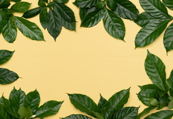 leaf frame background