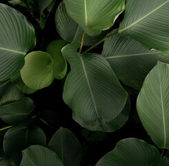 tropical plant exotic leaves
