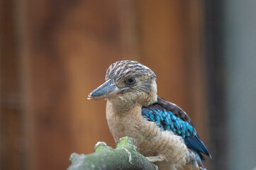 Vogel im Zoo