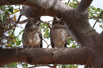 正面向きと横向きのクロワシミミズクのペア