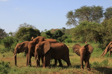アフリカゾウの仲良し家族