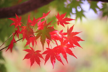 美しい秋の紅葉