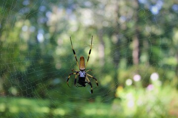 spider on the web