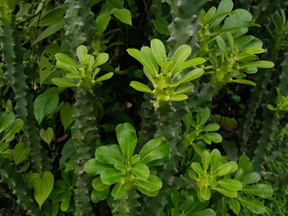 Indian green cactus plant Euphorbia ingens 