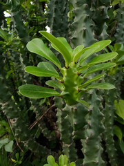 Indian green cactus plant Euphorbia ingens 