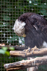 Weißkopfseeadler im Zoo