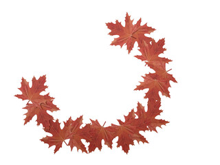 Leaf plant flora botany oak macro maple abstract pattern autumn season orange red color decoration spring autumn season october september forest background natural environment graphic design colorful 