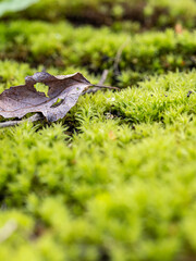 a piece of brown dry leaf land on top of fresh green mosses - 518004695