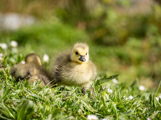 close up of a cute gosling with with fluffy feather resting on the grass under the sun 