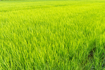 神奈川県の水田風景