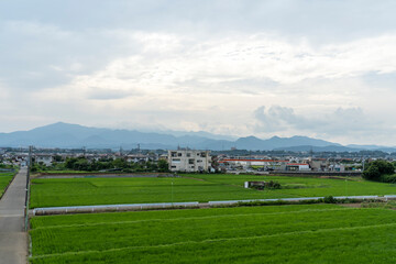 Fototapeta na wymiar 神奈川県の水田風景