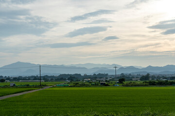 神奈川県の水田風景