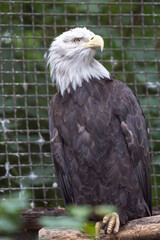 Weißkopfseeadler im Zoo