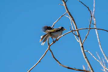 Australian Noisy Miner (Manorina melanocephala)