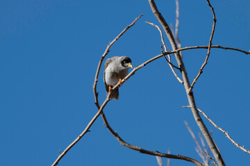 Australian Noisy Miner (Manorina melanocephala)