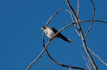 Australian Noisy Miner (Manorina melanocephala)
