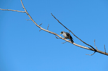 Australian Noisy Miner (Manorina melanocephala)