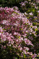 Fototapeta premium dense pink magnolia flowers blooming on the branches in the park